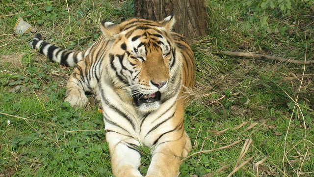 东北虎到底有多牛,重达350公斤4米长,能杀熊