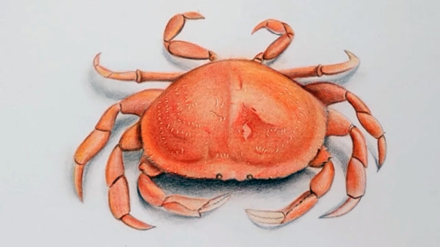 彩铅画一只美味可口螃蟹,看起来好诱人!