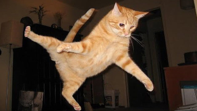 猫星人跳高失误合集,一个比一个搞笑!