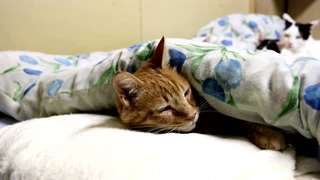 橘猫裹在被窝里睡觉:你俩秀恩爱吵到我睡觉了!