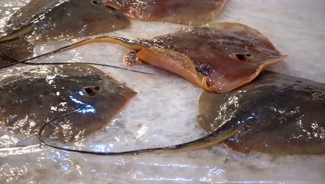 舟山海鲜市场看到种"长尾巴"海鲜,尾巴有30厘米长,你认识它吗?