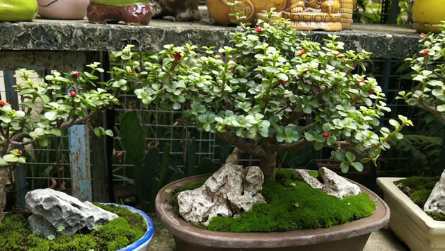 "马齿苋"老桩盆景养护,让它开满小红花,价值飙升