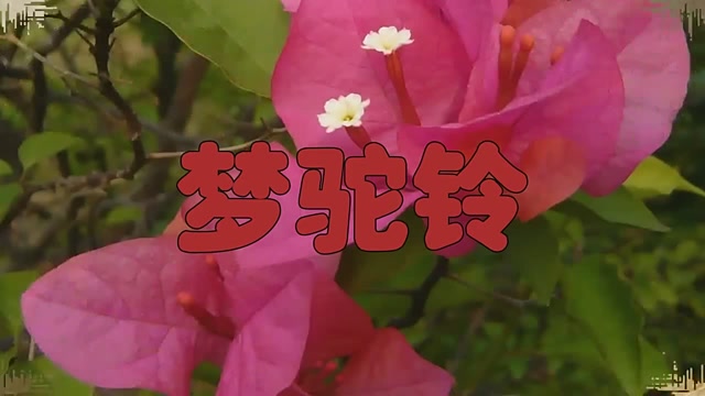 快来听听卓依婷唱的《梦驼铃》,歌曲又被唱起了