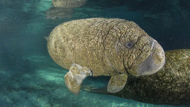 亚马逊海牛体力是最小的,却是唯一生活在淡水里的生物