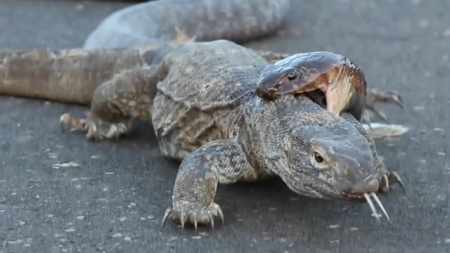 实拍眼镜蛇与蜥蜴的生死大战, 眼镜蛇和蜥蜴谁更厉害?
