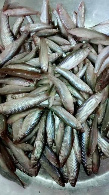 小江鱼不单单炖好吃,炸一下味道更好