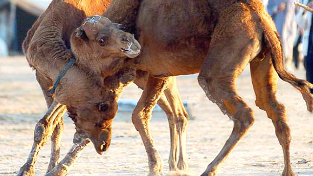 骆驼为了争夺配偶权,打架时只攻击这一个位置,输了的下场太凄凉