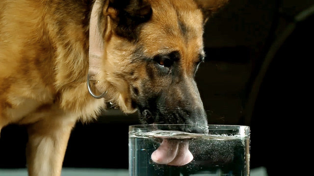 你还以为狗是舔水喝吗?看看放慢50倍的画面,原来狗狗是这样喝水的