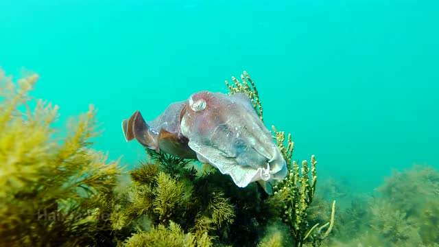 潜水拍摄大乌贼