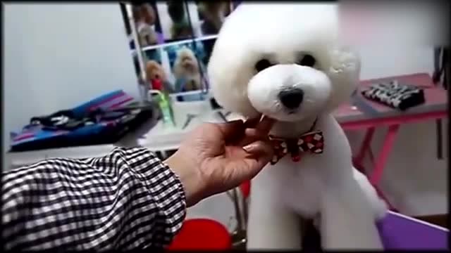 贵宾犬泰迪装蘑菇头造型,真是可爱又帅气!