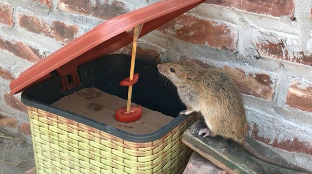 用垃圾桶改装成捕鼠陷阱,捕鼠效果比老鼠夹都好!