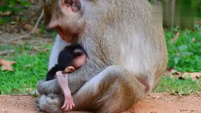母猴分娩图片