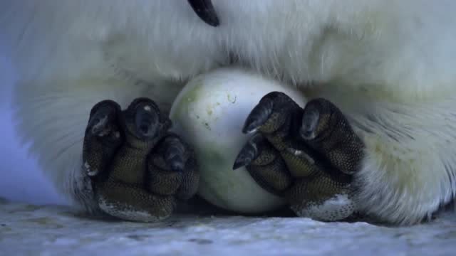 帝企鹅下蛋的过程,比生孩子还夸张!