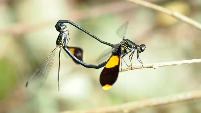 海南特有种丽拟丝蟌