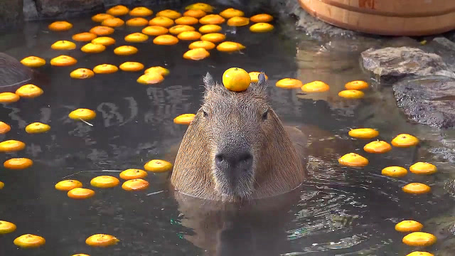 呆萌水豚泡温泉,顶个橘子卖萌引游客狂拍照,动物园赚了