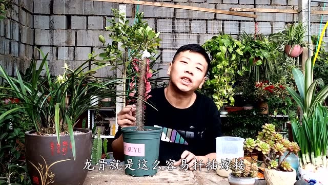 虎刺梅嫁接到龙骨上,龙骨变身"开花机器",来年开的花美爆了!