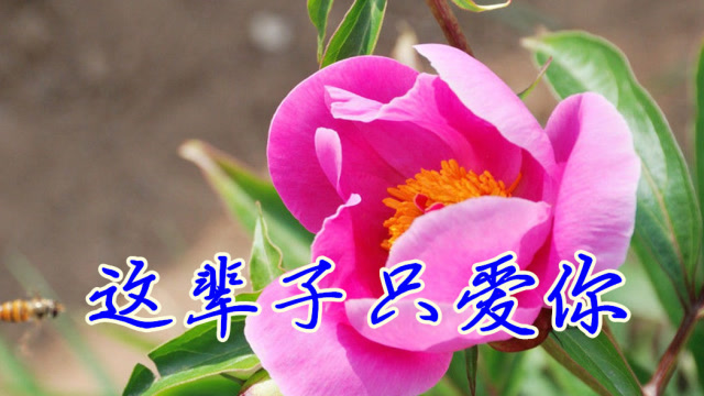 情歌对唱《这辈子只爱你》好听醉了!