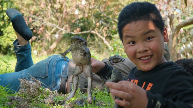 小胖抓到巨型牛蛙,在野外秘制竹筒香辣蛙,一口一个啃得嘛嘛香