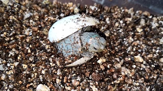 实拍巴西龟虫蛋壳出壳的瞬间,一颗蛋6元钱,出壳后1.5元,蛋贵