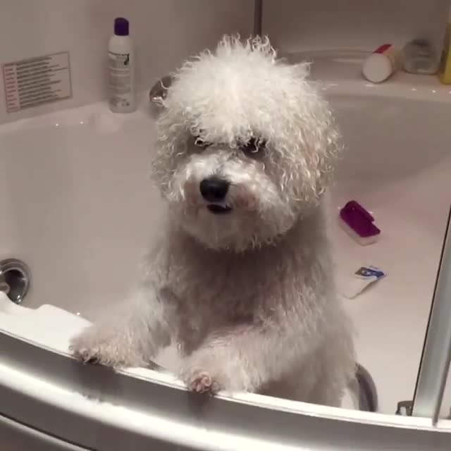 洗澡澡的比熊犬