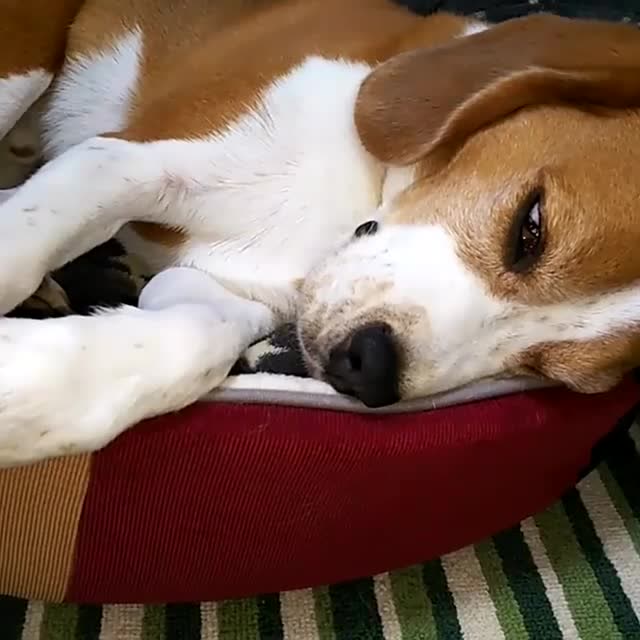 躺在窝里发呆的比格犬