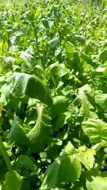 农村用这种青菜喂猪猪肉才是真正的好吃
