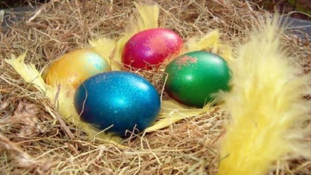 男子上山捡到一窝彩色鸟蛋,带回家给母鸡孵,孵化后却只能忍痛送走