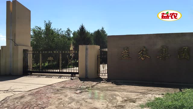 益农集团——益农玉yn2号