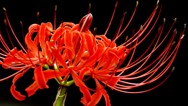 彼岸花也叫曼珠沙华,漂亮但绝情