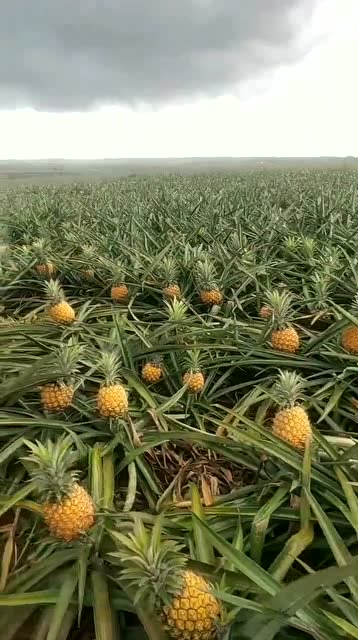 海洋菠萝大丰收