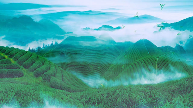 一曲茶香白云飘听琴品茶心静如水