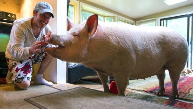 小伙不顾家人反对坚持和母猪结婚看完让人大跌眼镜