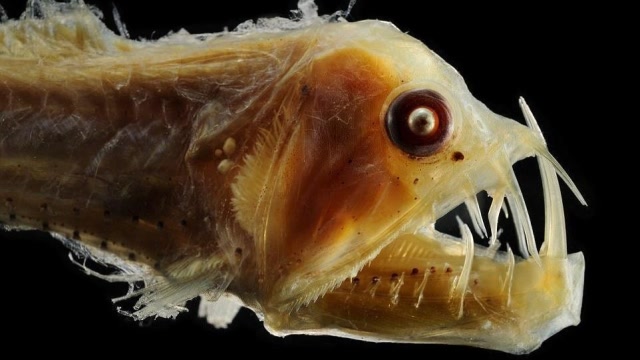 电影云南虫谷盗墓小队遭遇千万条刀齿蝰鱼袭击险些丢掉性命