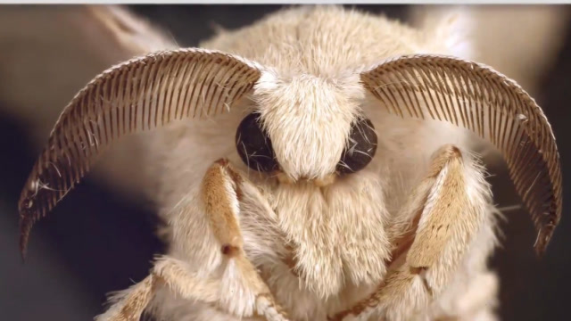 唯一长的像外星人的蛾子,看起来有点呆萌!