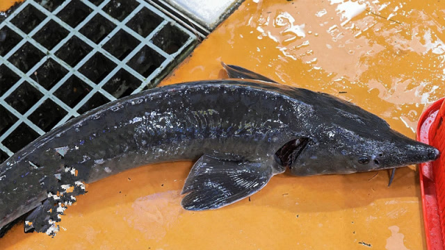 韩国巨型鲟鱼,鱼骨髓才是精华,看韩国老板娘怎么处理的