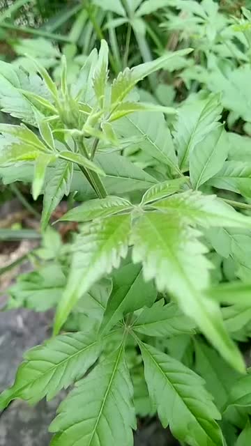 它的叶子制茶,香豆鼓,做灰水,还能帮产妇