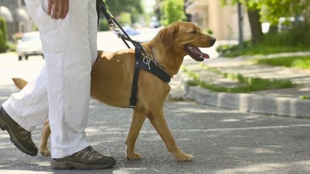 金毛导盲犬就不能摸?娇气?还真不是!