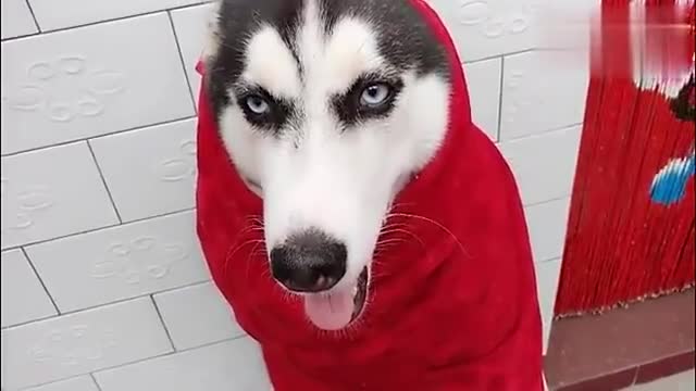 哈士奇本命年,穿一身大红装,避邪防盗又辣眼!