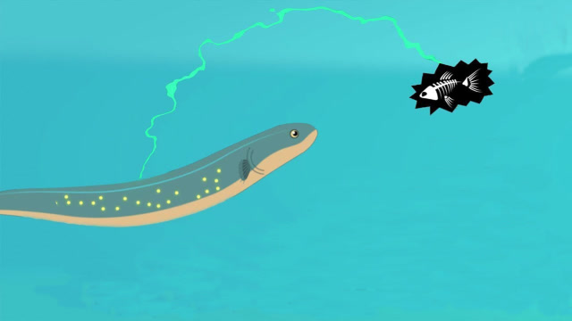 3d动画全程演示!为什么电鳗水中放电,不会电到自己?