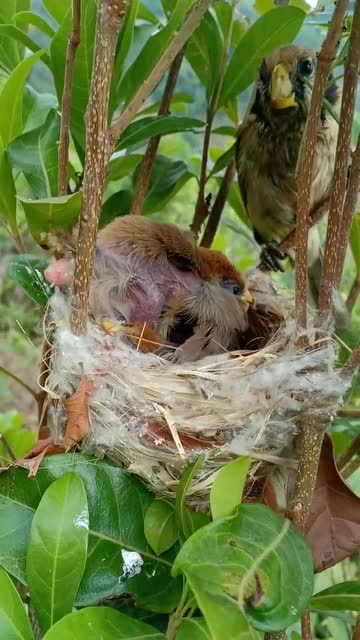 大鸟喂小鸟吃虫子,就不能公平一点吗!