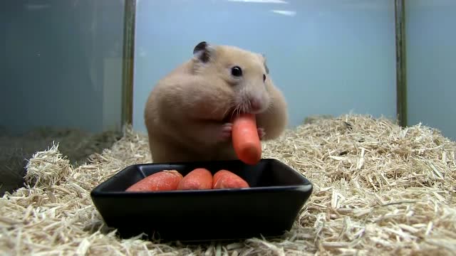 小小身体大能量仓鼠藏食物的能力达到巅峰不亲眼看见谁信