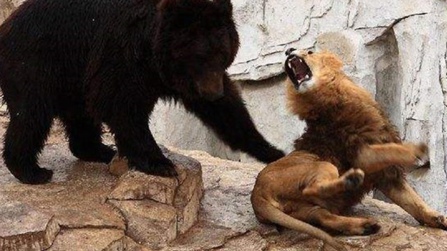 黑熊觅食闯进狮子地盘,大战一触即发,镜头拍下神反转一幕