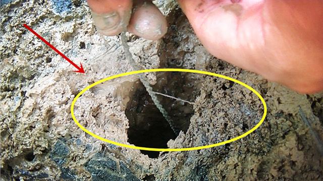 大蚯蚓放洞口自己就乖乖跑出来了!真是太贪吃喽