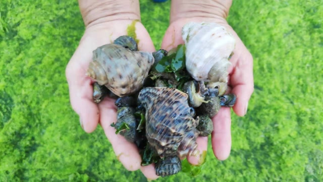 这么大的盘螺第一次捡到,在市场上可不便宜,休闲必备海鲜零食