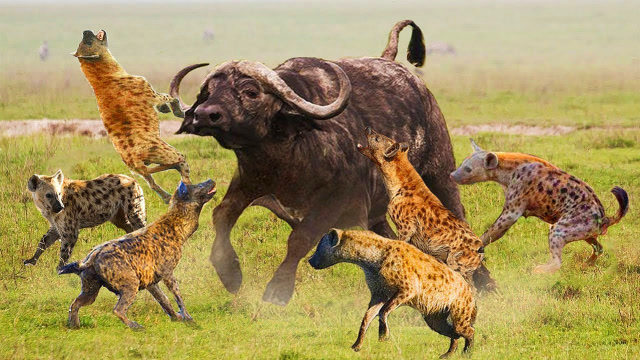 鬣狗围攻落单野牛,一招"掏肛"下去,野牛再也没有站起来!