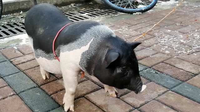 小香猪3个月体重翻10倍,天天吃海鲜,主人:谁说它长不大的