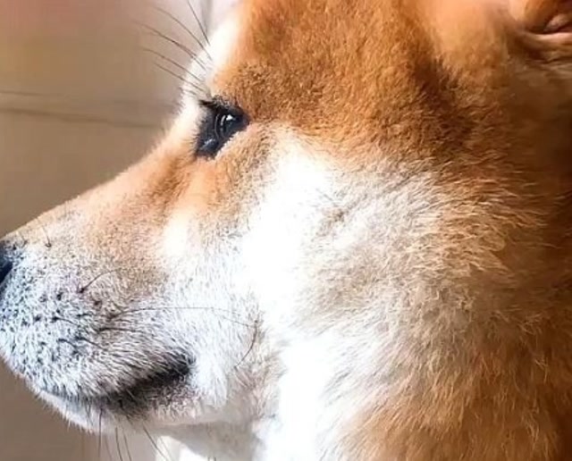 这柴犬忧郁的表情,唏嘘的胡渣,已经把我迷的神魂颠倒!