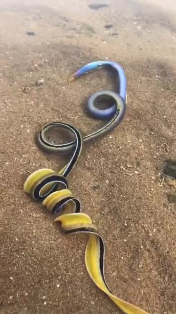 七彩鳗鱼放生了!