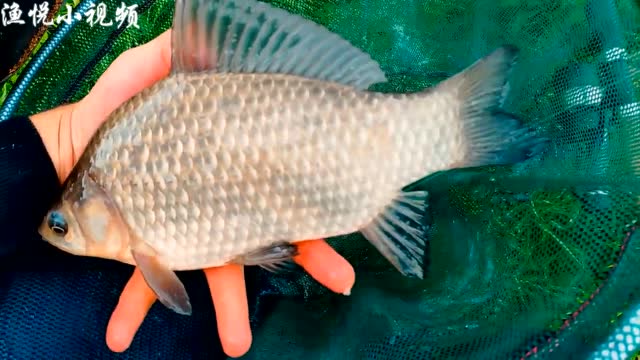 俄罗斯钓鲫鱼,连竿狂拉,一天能钓一桶