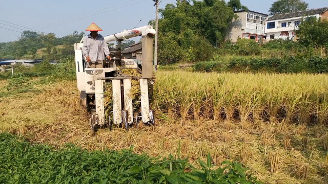 水稻熟啦,这种小型收割机在重庆很实用,5分钟就收好一块田